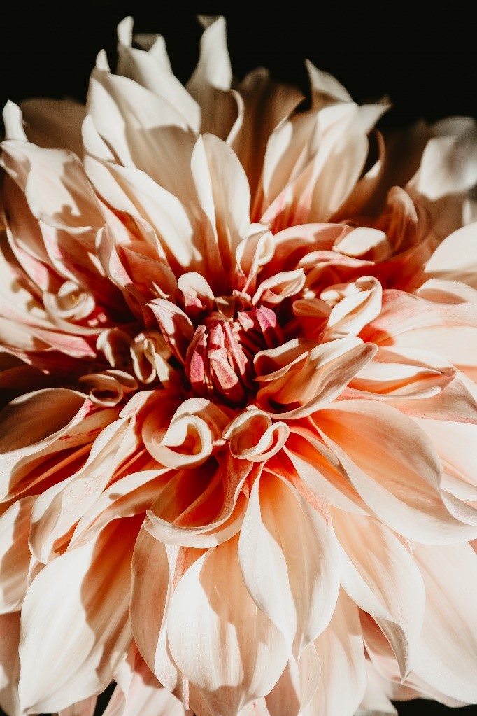 Dahlia Growing Tips Collector Cottage